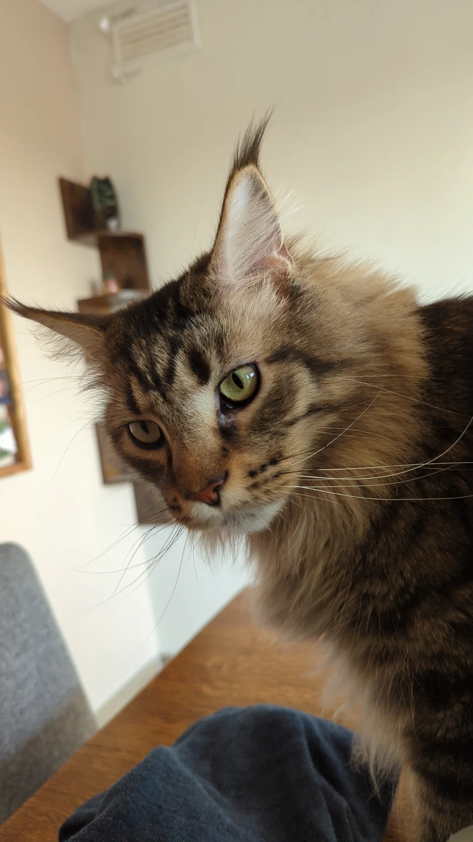 Haru, le chat de Savannah et la mascotte de Vannah Rituals, au regard curieux